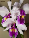 C.warscewiczii SA 'Bedford'